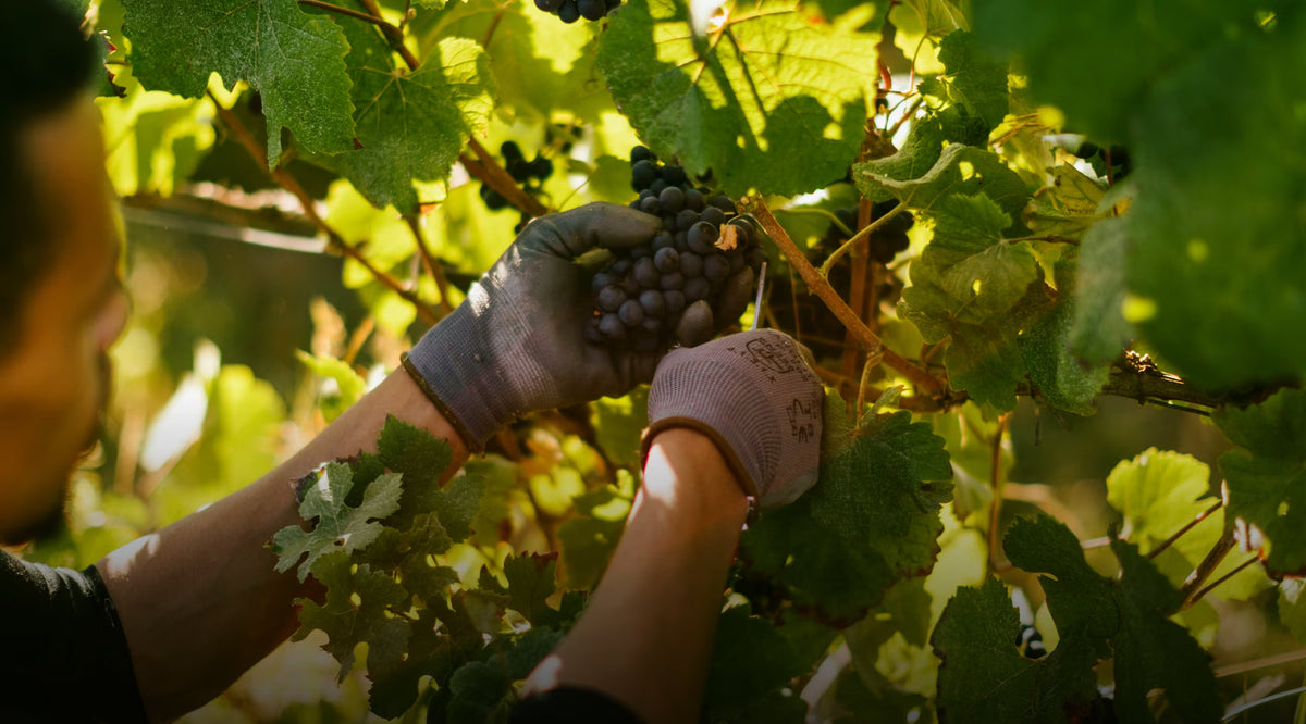 Grand Vintage 2016 | Årgang 2016 er skabt af 41 procent Chardonnay, 33 procent Pinot Noir og 26 procent Meunier. Den lave dosage giver champagnen et præcist Extra Brut-udtryk, hvor nektarin og frisk citron møder ristede mandler. Kombinationen af moden frugt, friskhed og diskrete ristede toner skaber en afbalanceret champagne med en ren og vedvarende afslutning.
